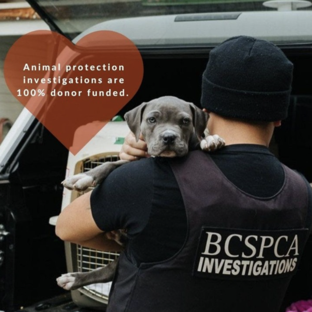 BC SPCA:s djurskyddsundersökningar är 100 procent donatorfinansierade